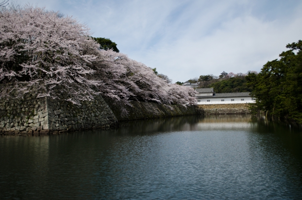 桜の彦根城