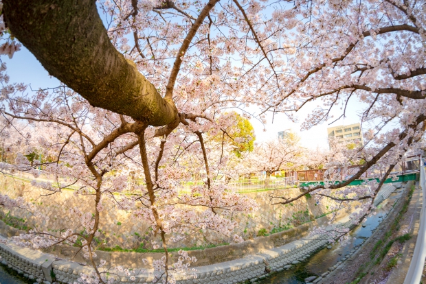 妙法寺川公園・桜