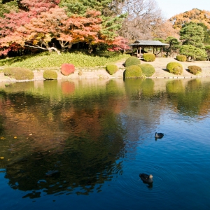 池と紅葉と水鳥