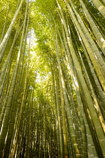 竹の庭０２