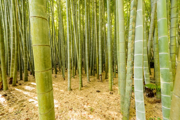 竹の庭０８