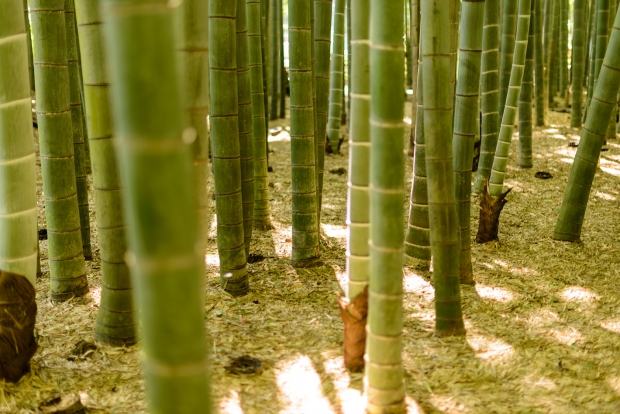 竹の庭０９