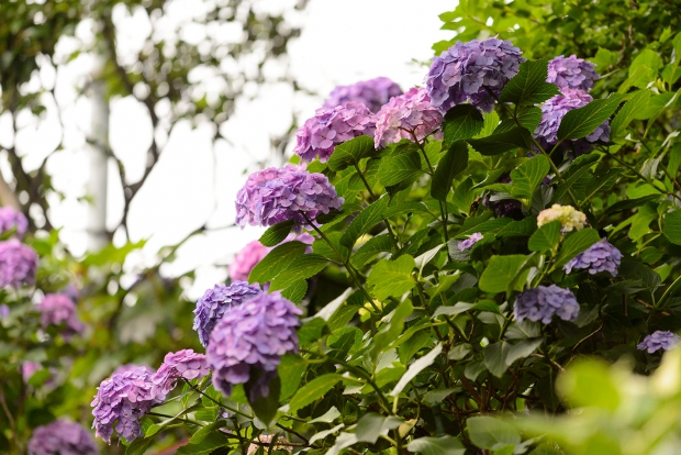 白山神社の紫陽花４
