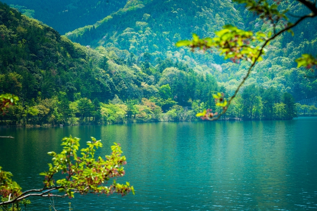 琵琶湖と新緑