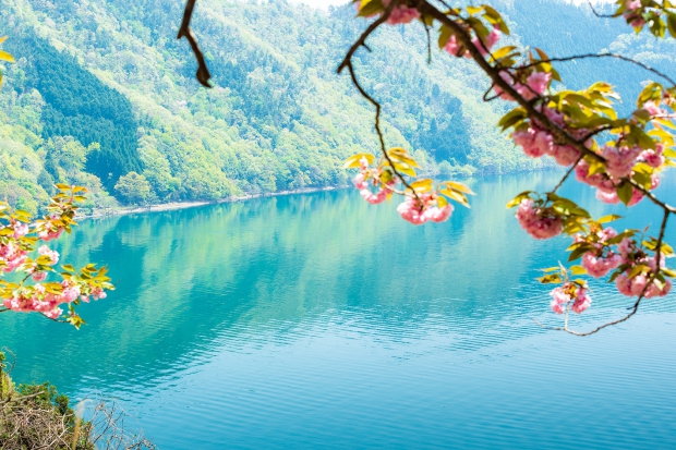 琵琶湖と八重桜