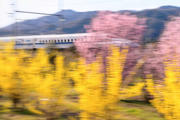 寒桜と新幹線02
