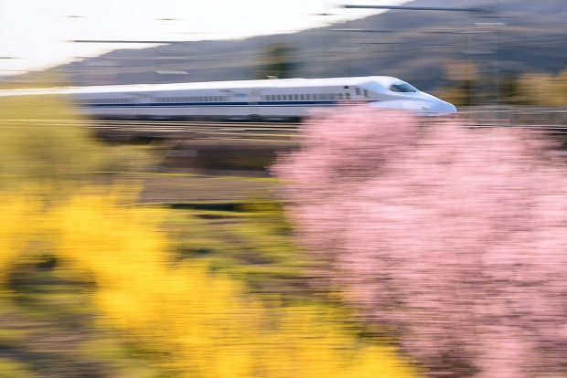 寒桜と新幹線04
